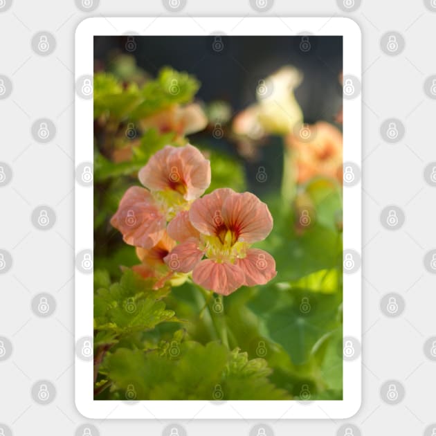 Nasturtium Sticker by MistyLakeArt